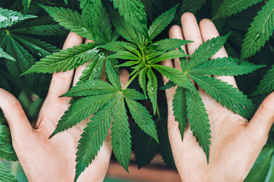 young woman growing marijuana plants inside