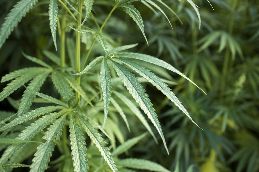 cannabis hemp plant leaves alternative medicine concept
