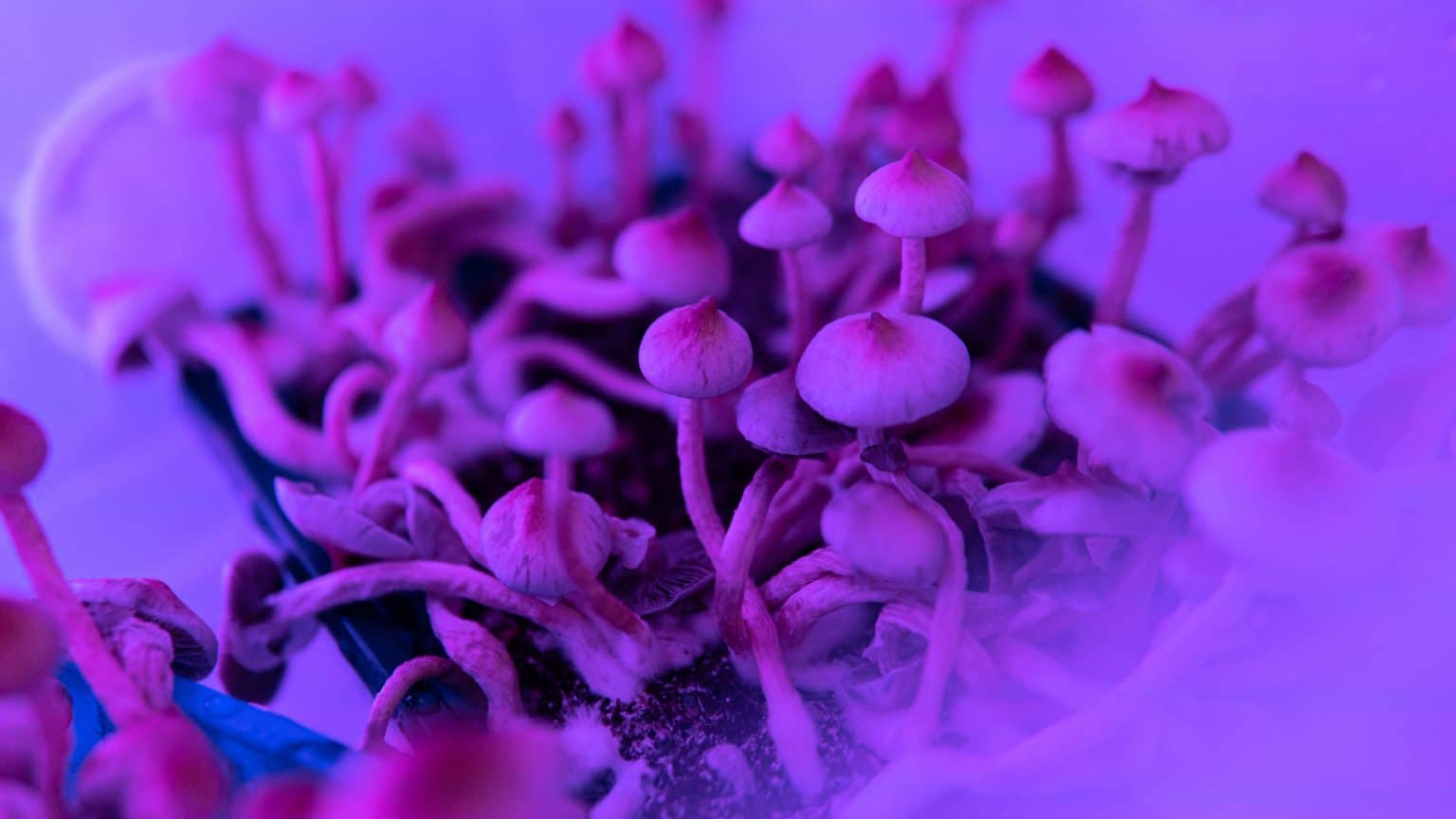 How Long Does It Take For Shrooms To Kick In? KingCrop