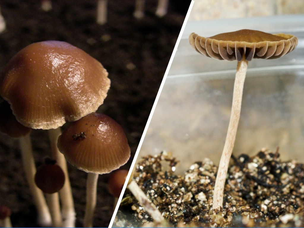Psilocybe Samuiensis in its natural glory under different light conditions