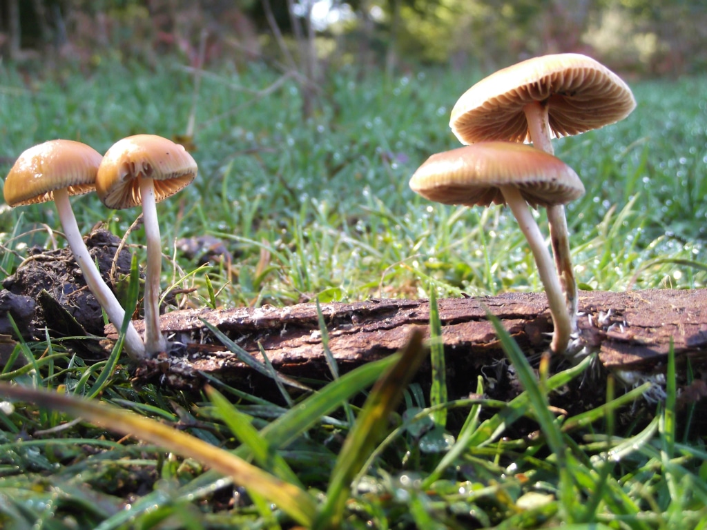 Psilocybe Serbica growing in the forrest