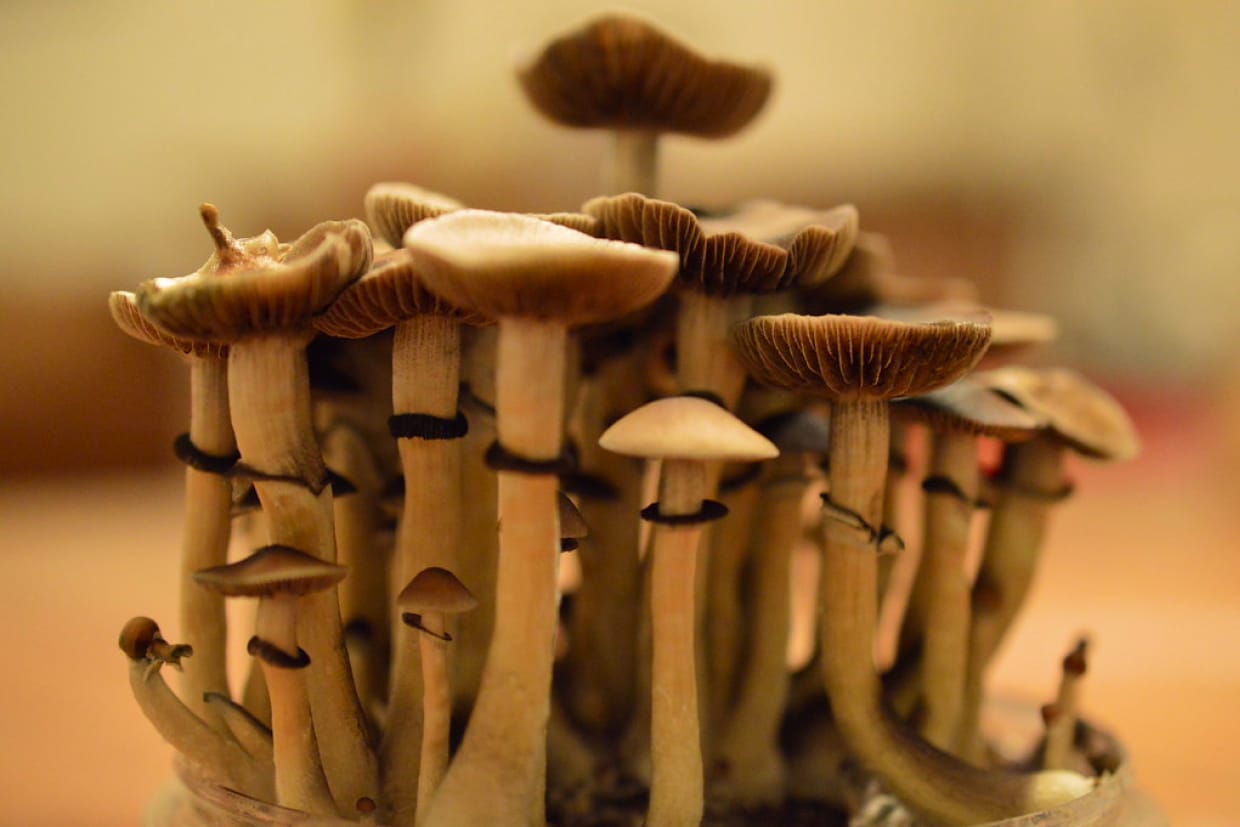 Strongest strain of mushrooms is hard to find, but we have some strong contenders!
