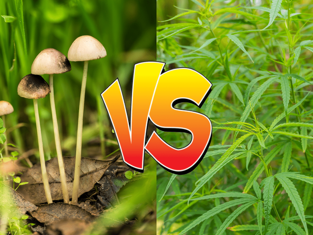 psilocybin-edibles-vs-weed-edibles-ultimate-guide-kingcrop