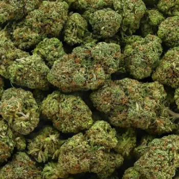 Sweet Envy buds close-up