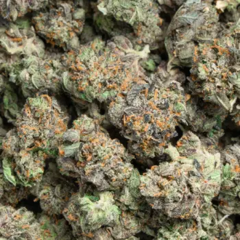 Pink Lava Smalls buds close-up