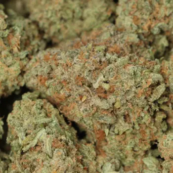 Platinum Oreos buds close-up