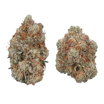Tropical Gas