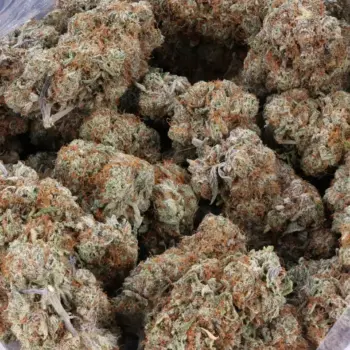 Tropical Gas buds close-up