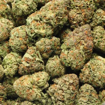 Candy Floss buds close-up