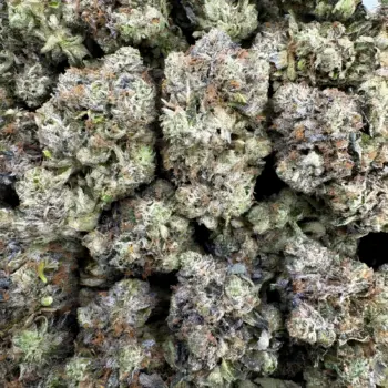 Pink Goo buds close-up