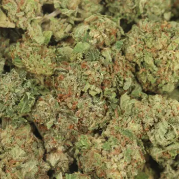 Pink Tuna buds close-up