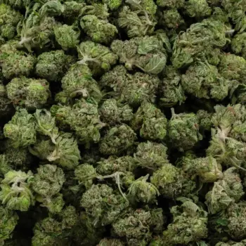 Platinum Cake buds close-up